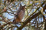 Ransuil (Asio otus) 01-2016 4801